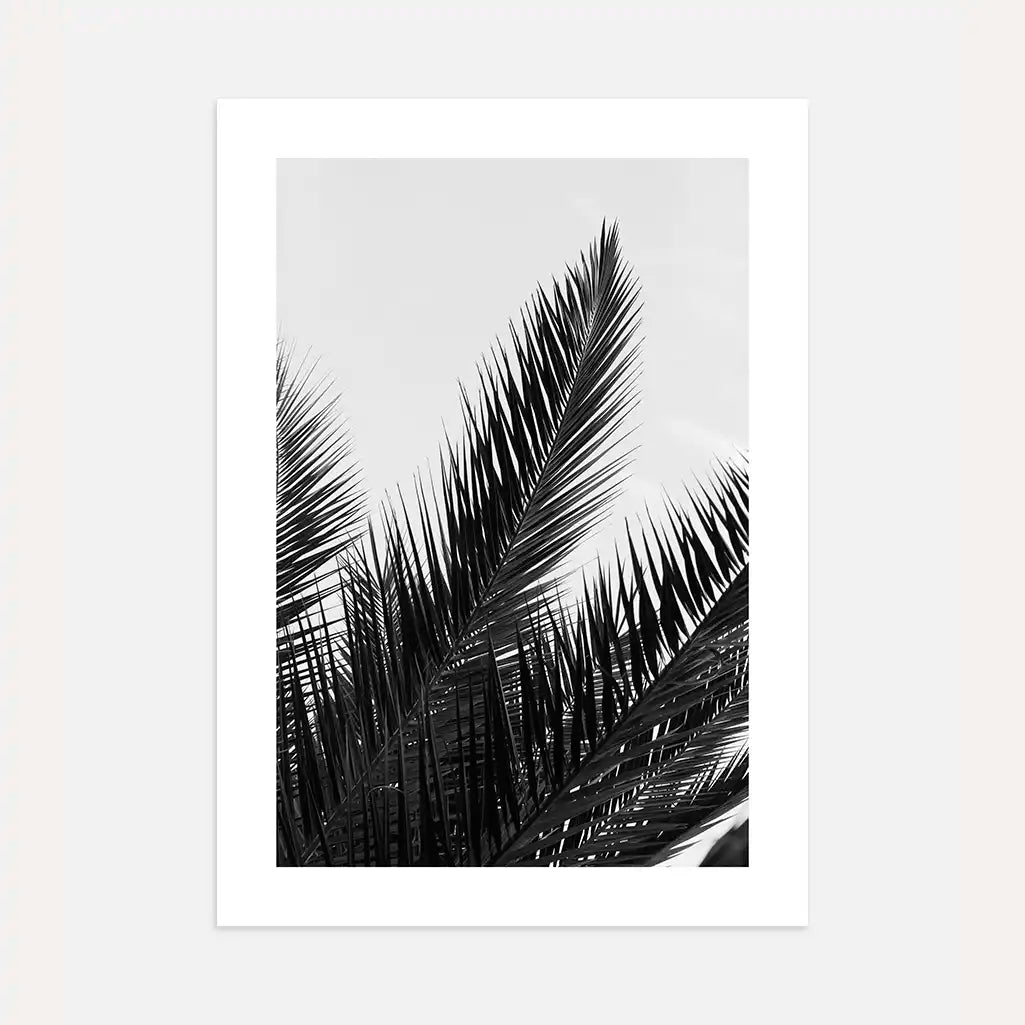 Black and White Palm Poster