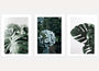 Botanical photography poster set of 3 with monstera leaves and green minimal wall art